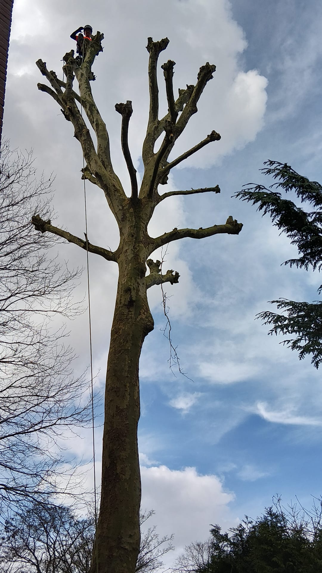 Knotten van bomen